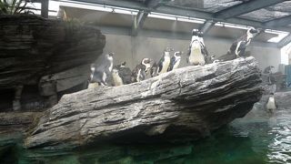 サンシャイン水族館のパフォーマンスについて
