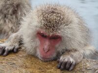 地獄谷野猿公苑