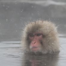 実際には温泉のまわりは人だかり（外国人多い）です。