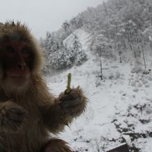 人が寄っても逃げないし襲ってこないです