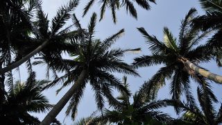 ここは本当に日本？