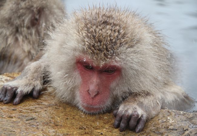 地獄谷野猿公苑