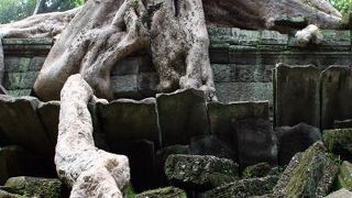 木が遺跡を浸食している観光スポット