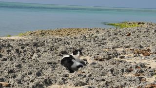 星砂と猫の浜