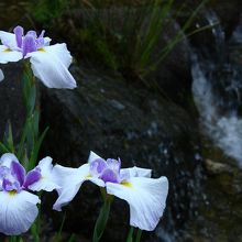 境内のあやめ？も見頃