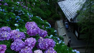 【混雑覚悟で】見応え抜群のアジサイ