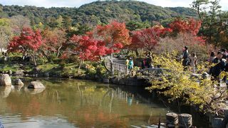 桜だけじゃないよ～　紅葉もきれいな円山公園