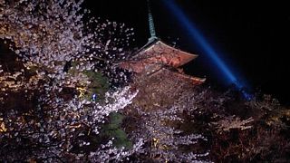 桜の季節の清水寺
