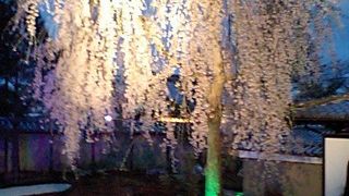 斬新なライトアップの桜