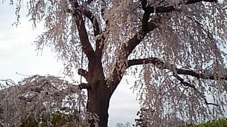 桜と新歓の季節の円山公園
