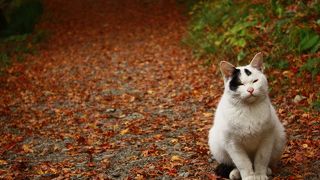 吉野の紅葉と蔵王権現特別開帳