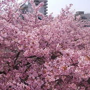 麓の公園の桜が見事でした