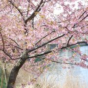 鋸南の頼朝桜は見ごろを迎えている