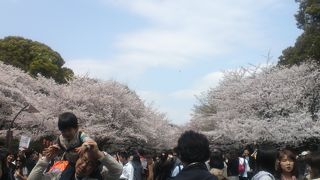 桜がすごい！！