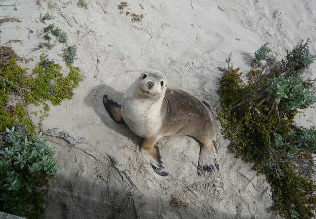 シールベイ自然保護公園