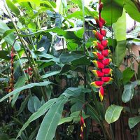 敷地内です。熱帯ならでは！？