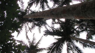 空とのコントラストがとてもいいです