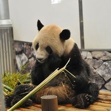 いっぱいのパンダ