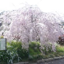 御陵駅付近の桜