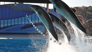 大人もはまるアドベンチャーワールドの魅力