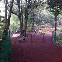 森のドッグランの様子