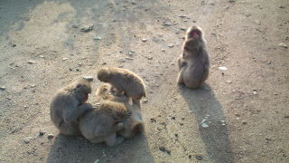 たくさんの個性的な猿