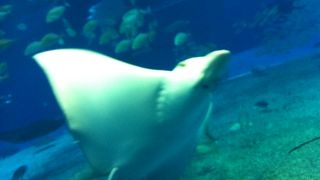 サンゴ礁の思い出に