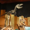 炭鉱内の様子や恐竜や貝などの化石を見ることが出来る
