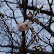 「八重一重咲き分け桜」（極楽寺）