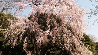 博物館でお花見を（2016年3月15日(火)～4月10日(日)）