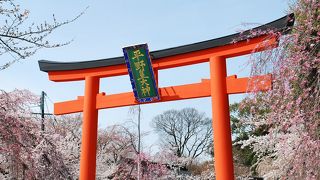桜の季節に桜の平野神社へ
