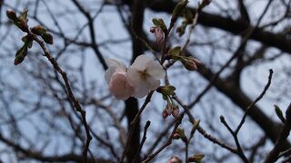 「八重一重咲き分け桜」（極楽寺）