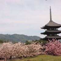 興福寺五重塔 写真