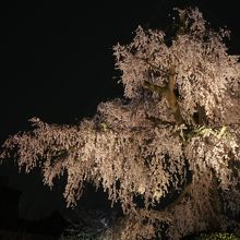 桜だけを見ていれば美しいんですけどね