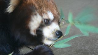 ひらパーにレッサーパンダが居てるの知ってます？無茶可愛いよ＾−＾