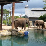 タロンガ動物園