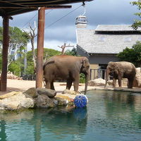 タロンガ動物園