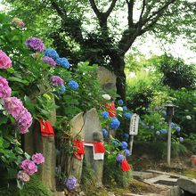 金剛山寺(矢田寺)