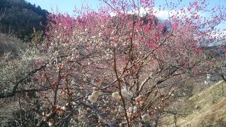 ちょっと早い？