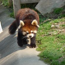 ひらパーのレッサーパンダ