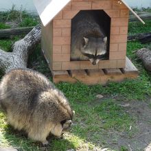 ちょっとメタボなアライグマ