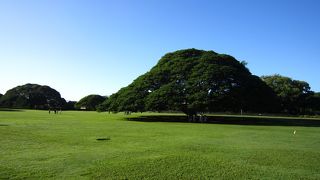 憧れの木を間近で見れて感激