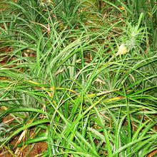 小さなパイナップルが可愛い！