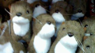 神戸　王子動物園