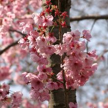 桃色の桜　道中眺めることができます