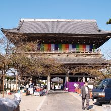 光明寺山門。今年はこれよりも咲いてはいない？