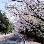 春は桜並木が美しい