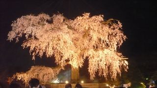 無料で楽しめる美しい夜桜はここ！