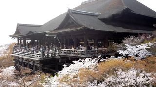 春の清水寺，しとやかに咲く桜