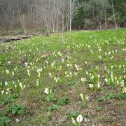 手軽に水芭蕉が見られます